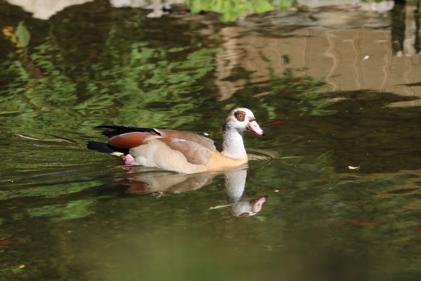 Egyptian Goose
