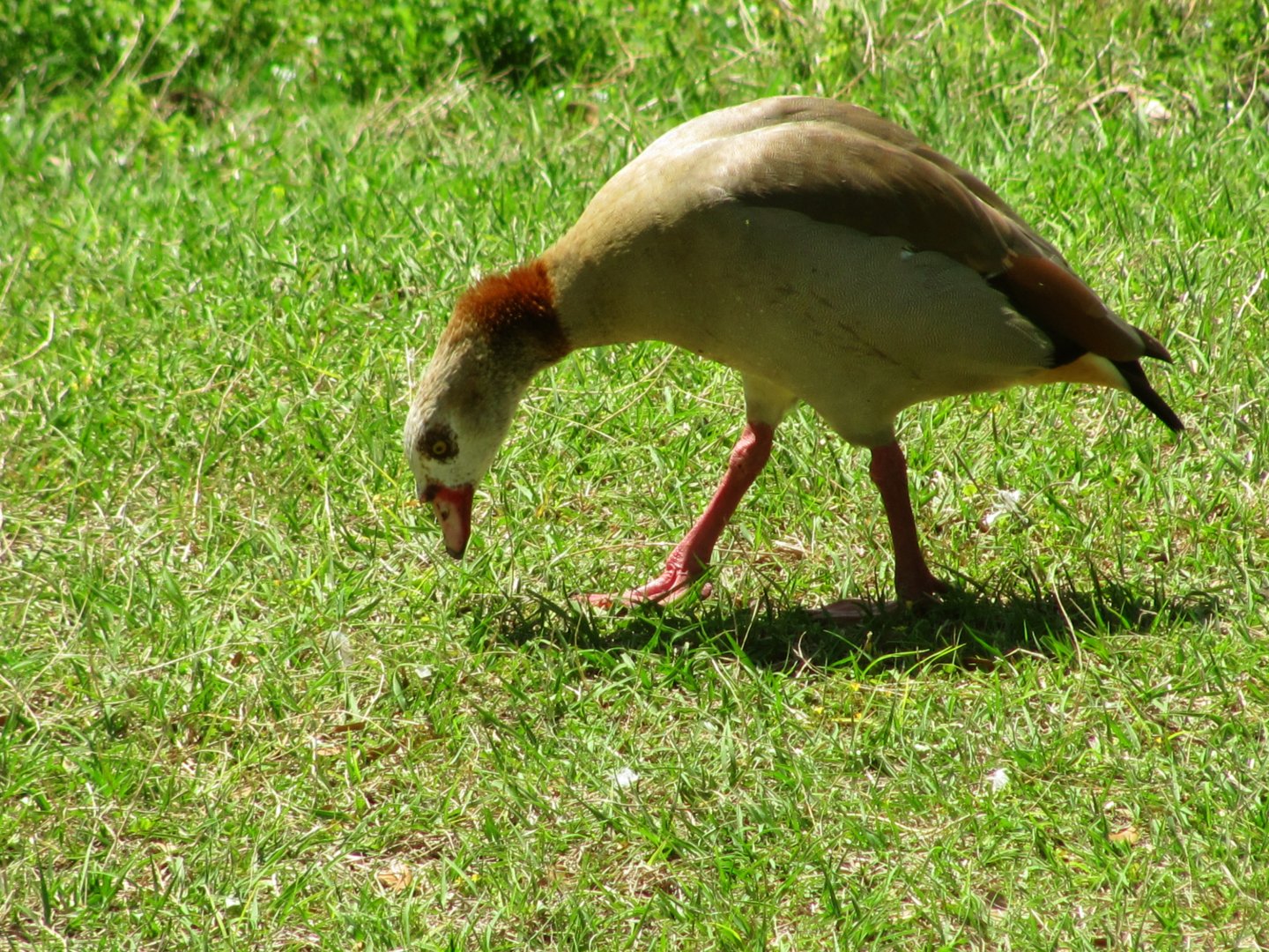 Egyptian Goose