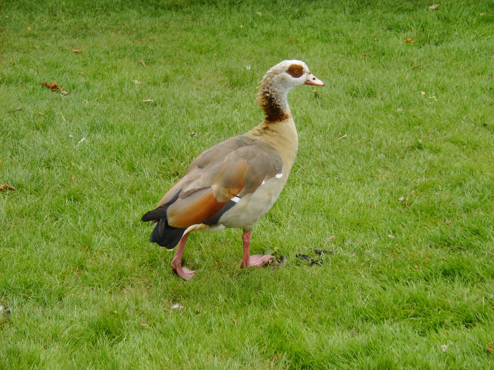Egyptian Goose