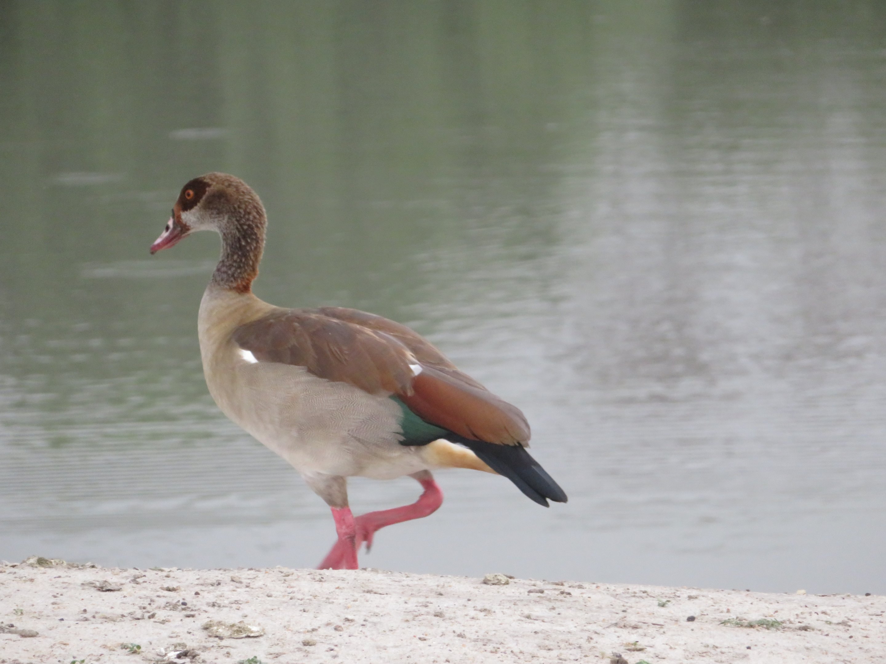 Egyptian Goose