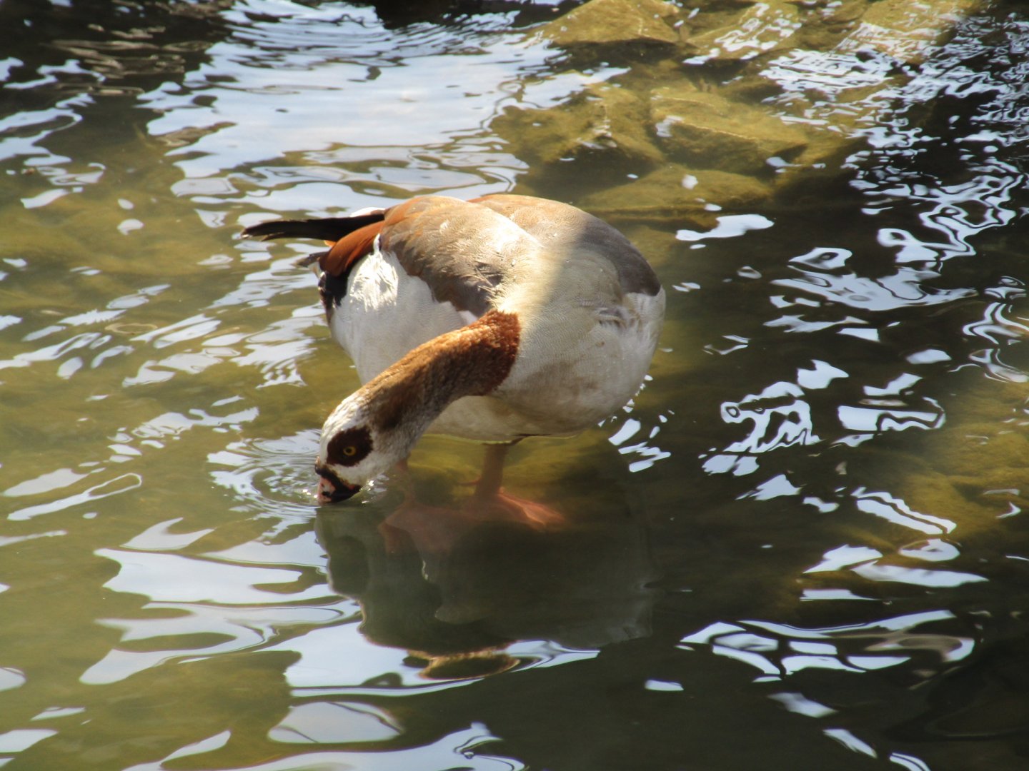 Egyptian Goose