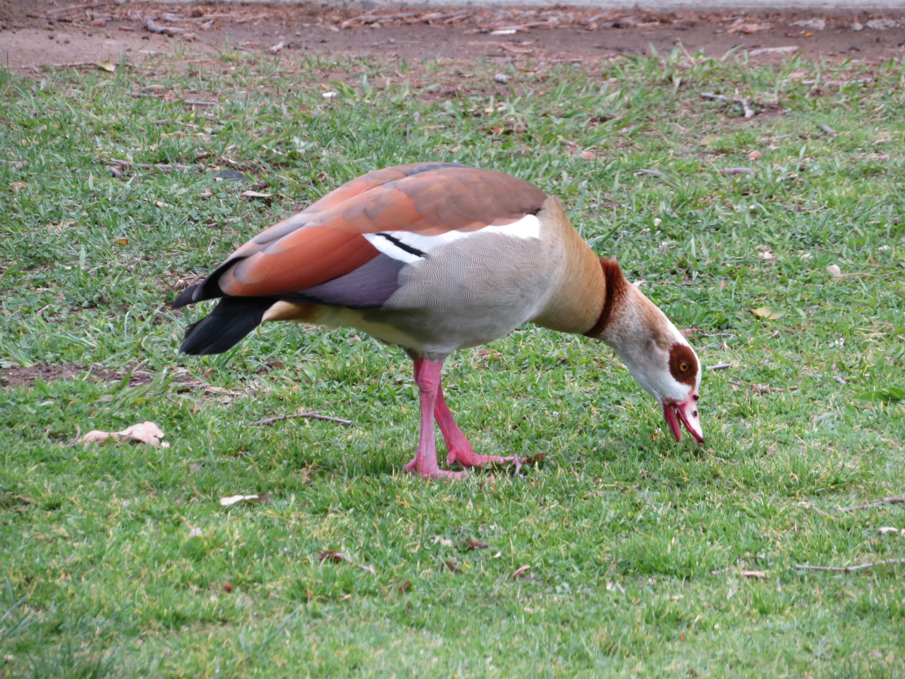Egyptian Goose