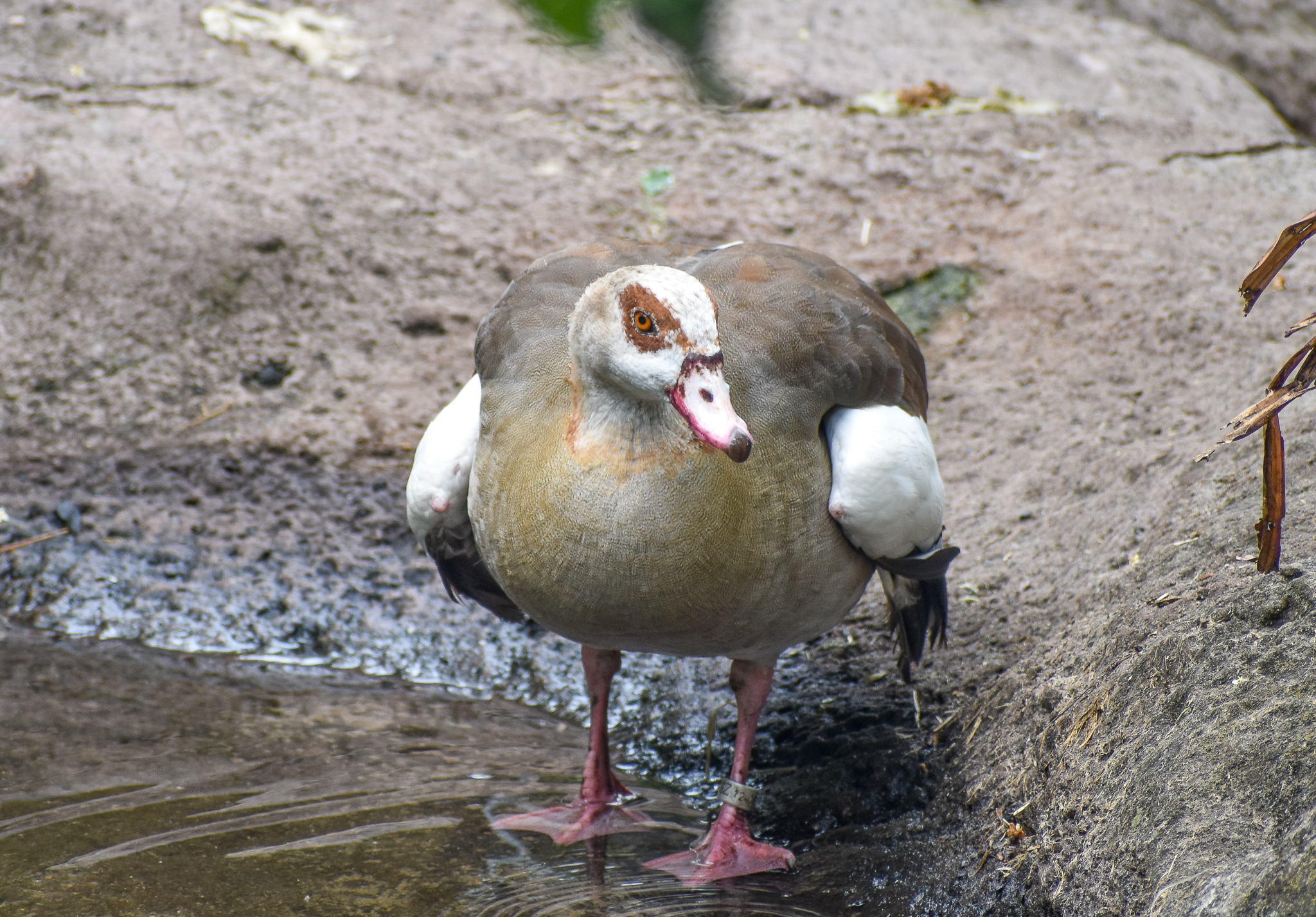 Egyptian Goose