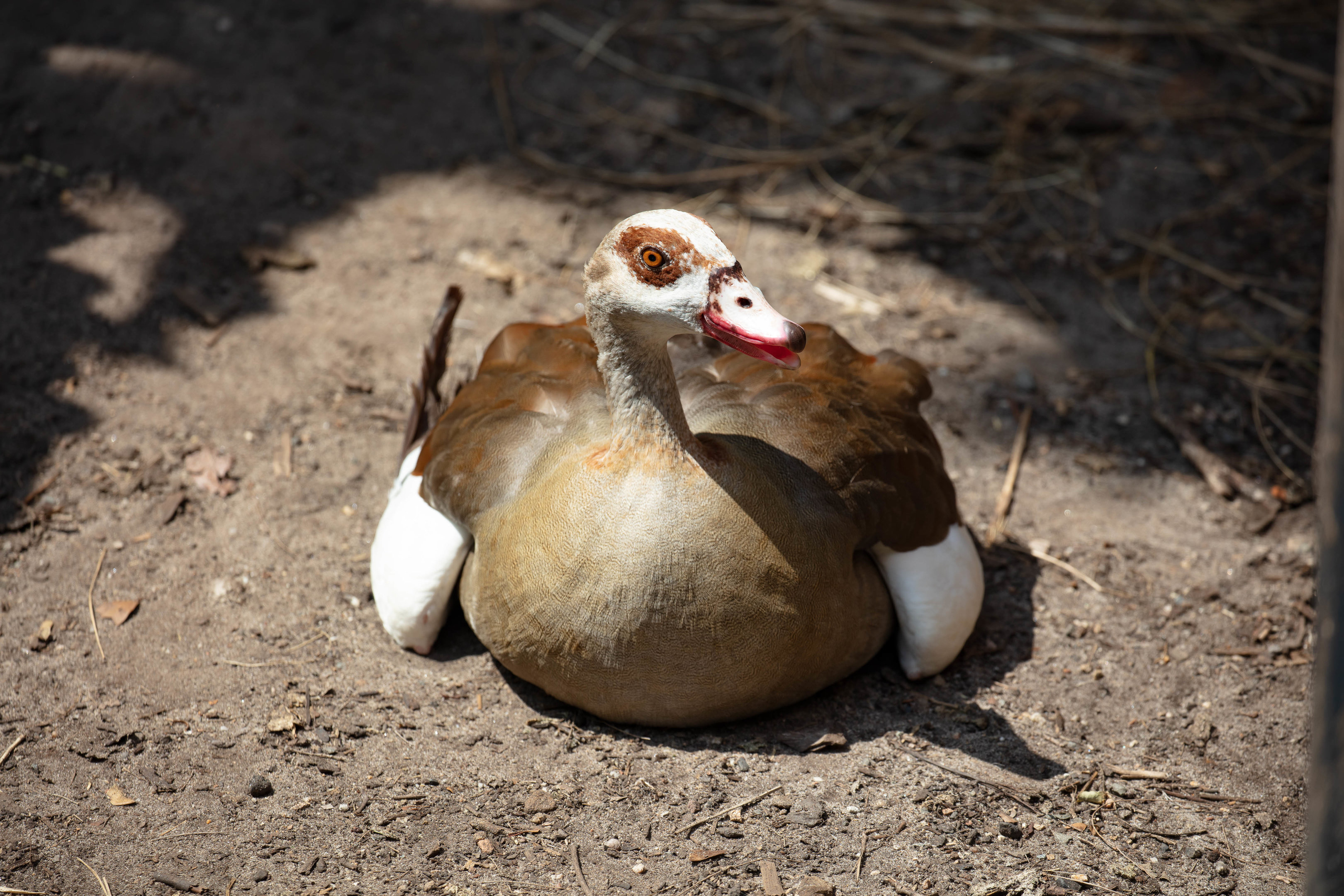 Egyptian Goose