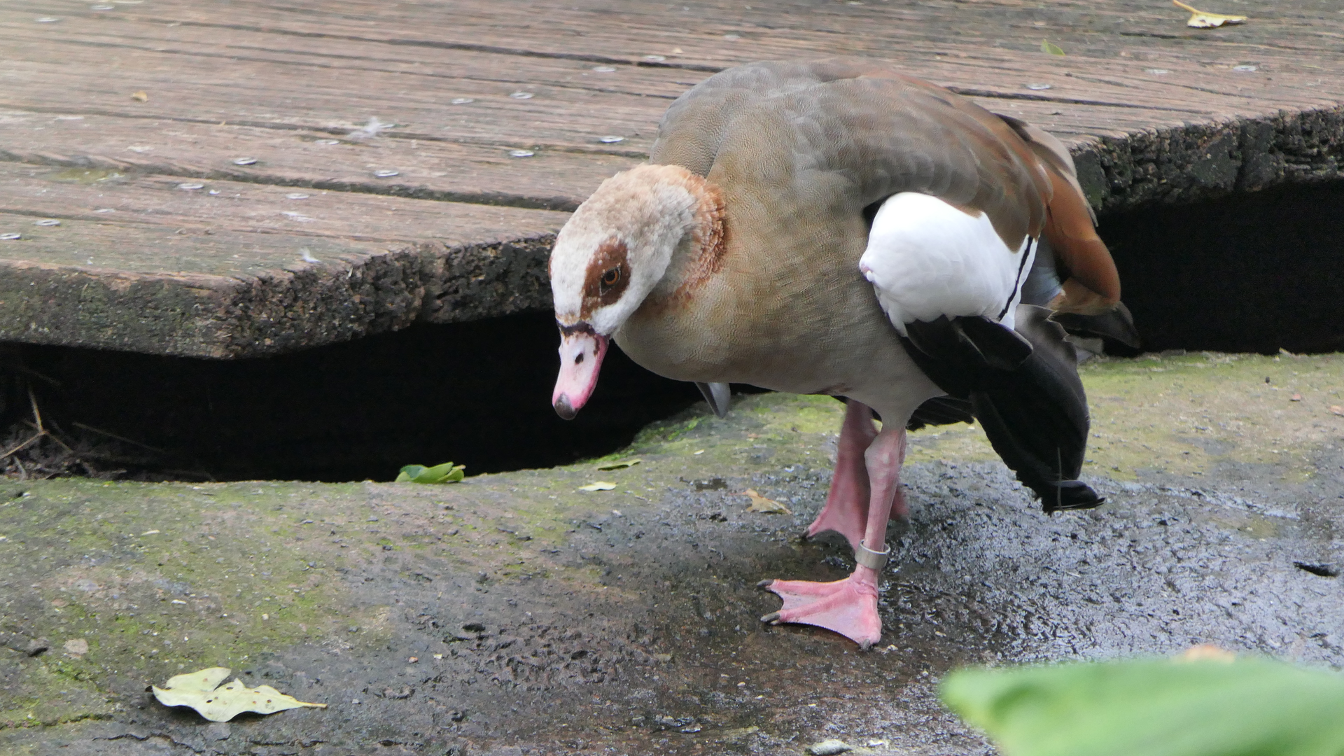 Egyptian Goose