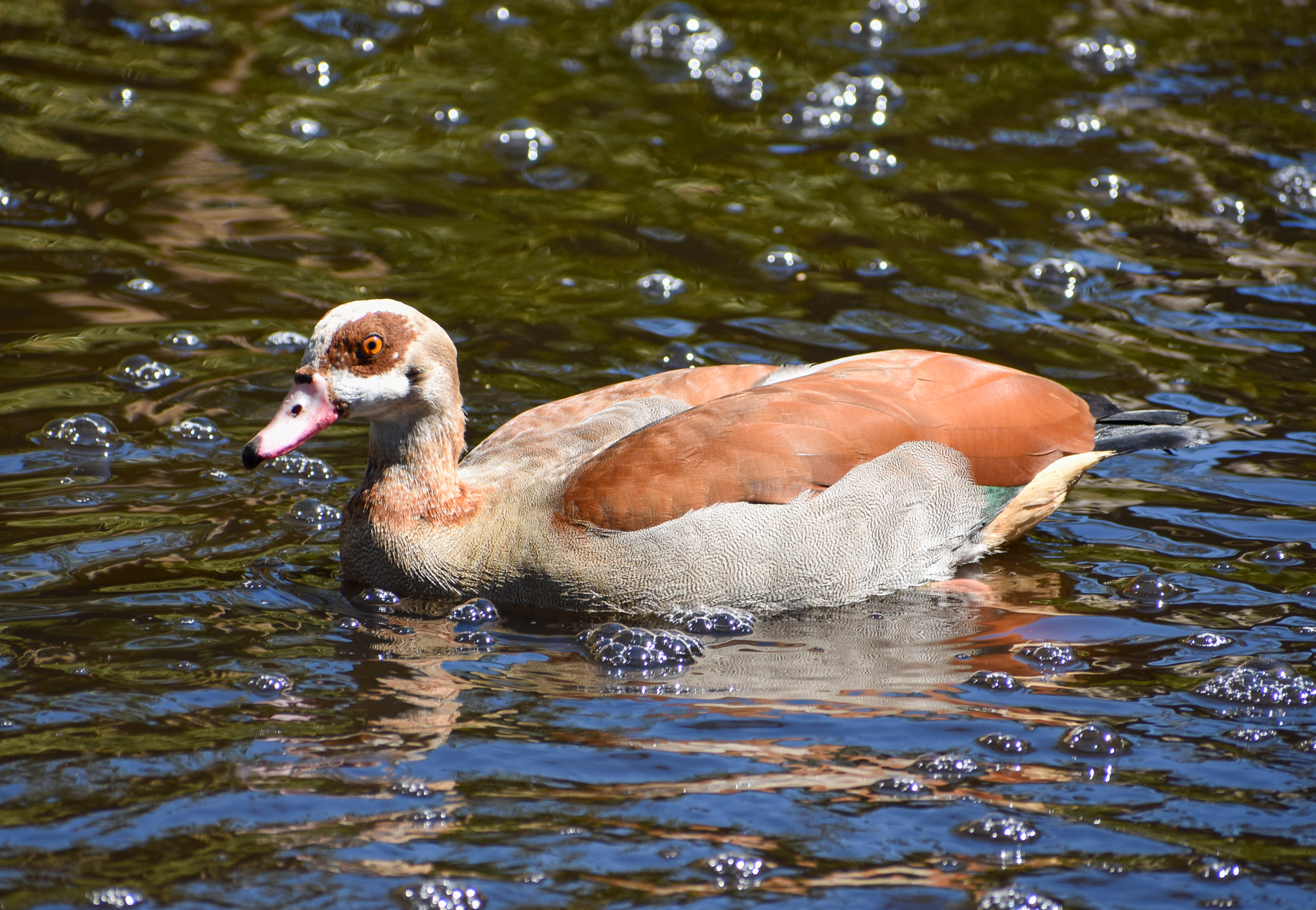 Egyptian Goose