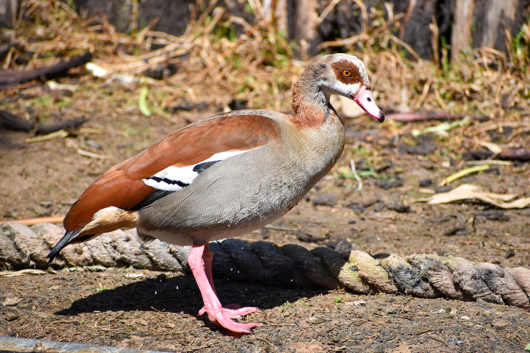 Egyptian Goose