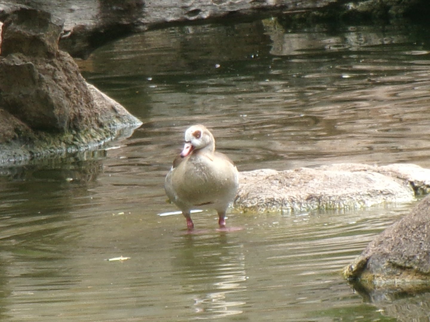 Egyptian goose