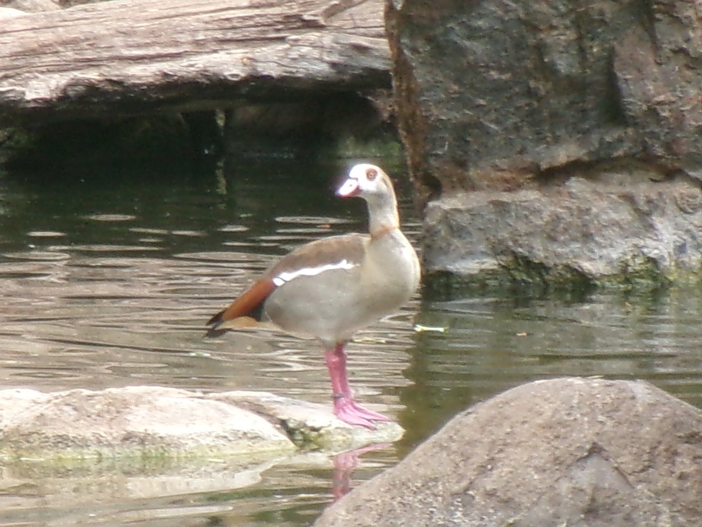 Egyptian goose