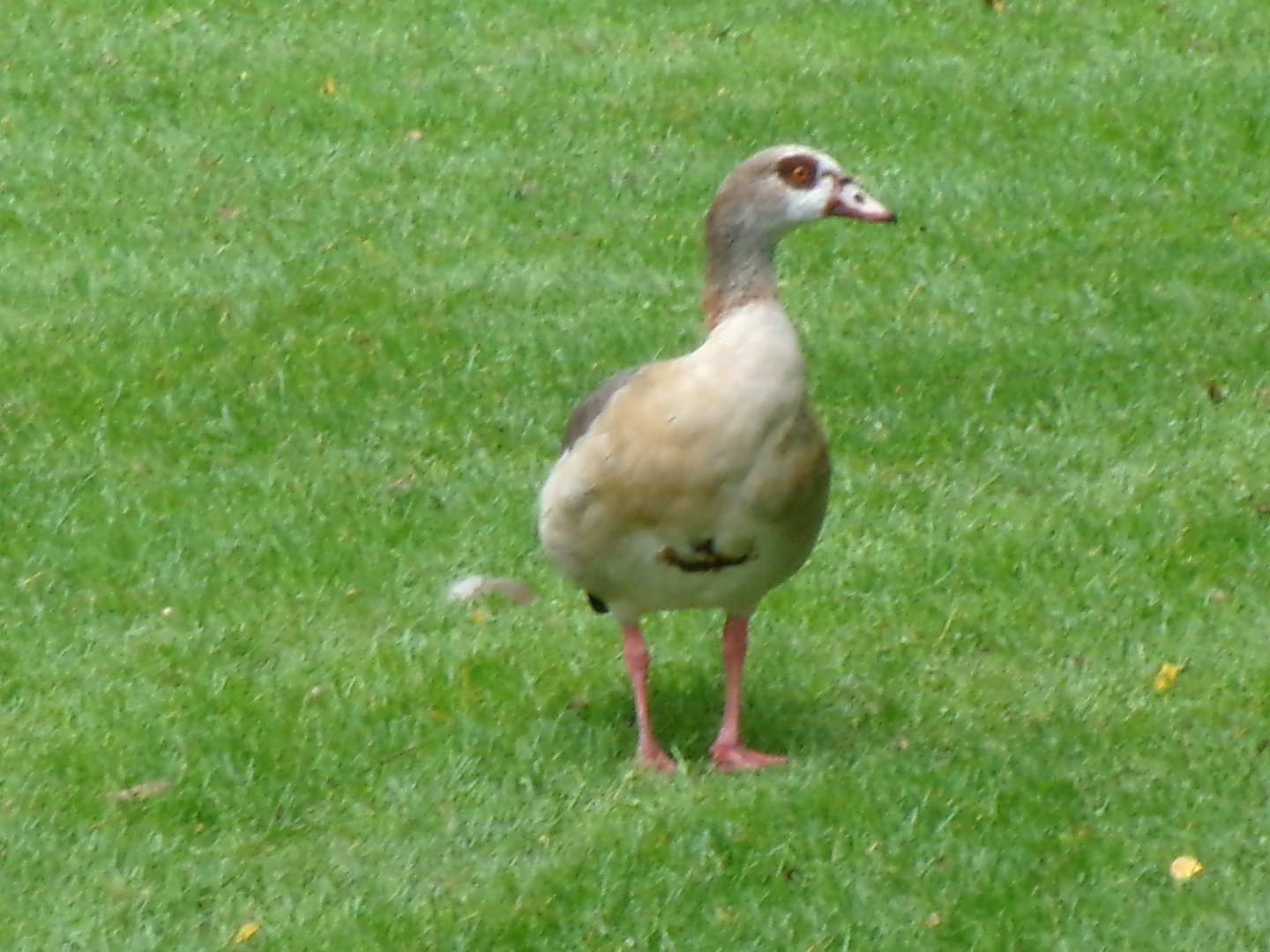 Egyptian goose