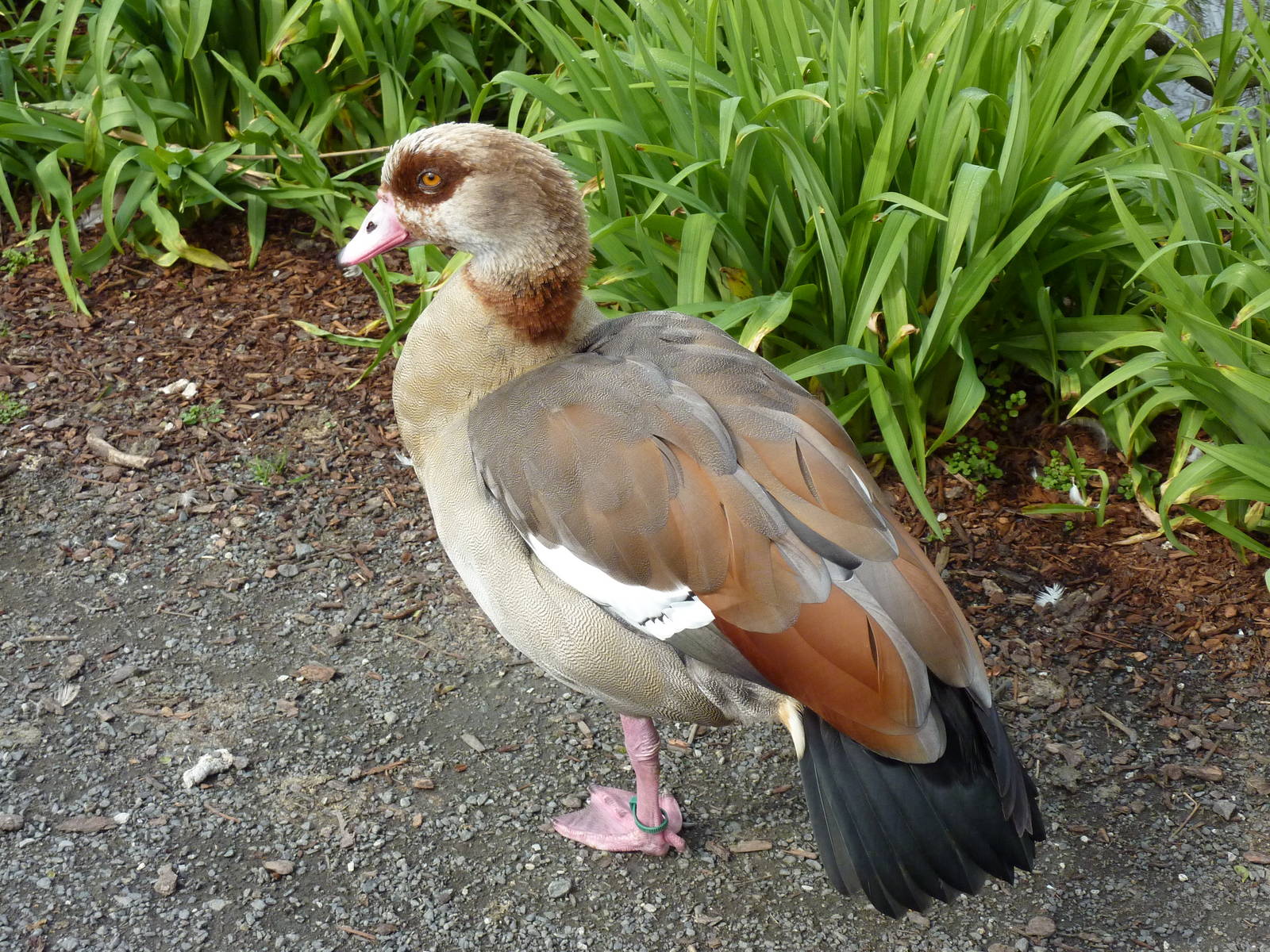 Egyptian Goose