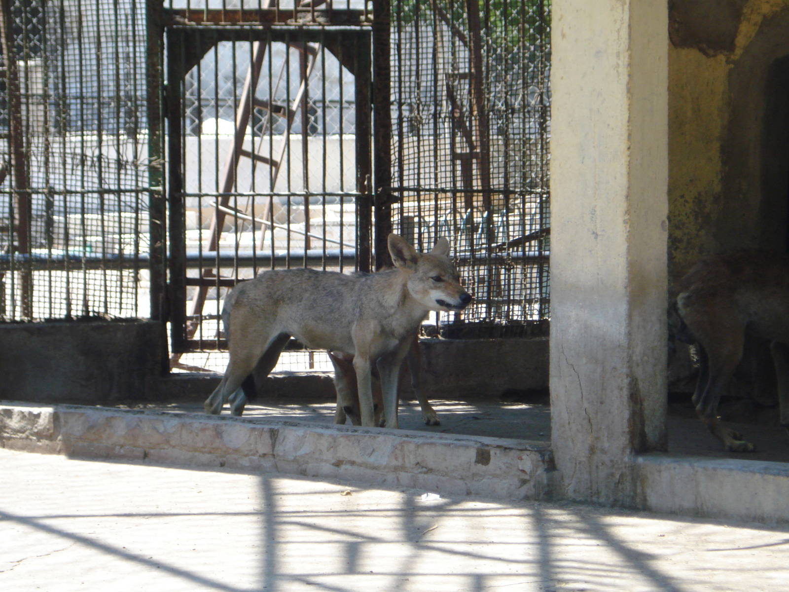 Egyptian jackals