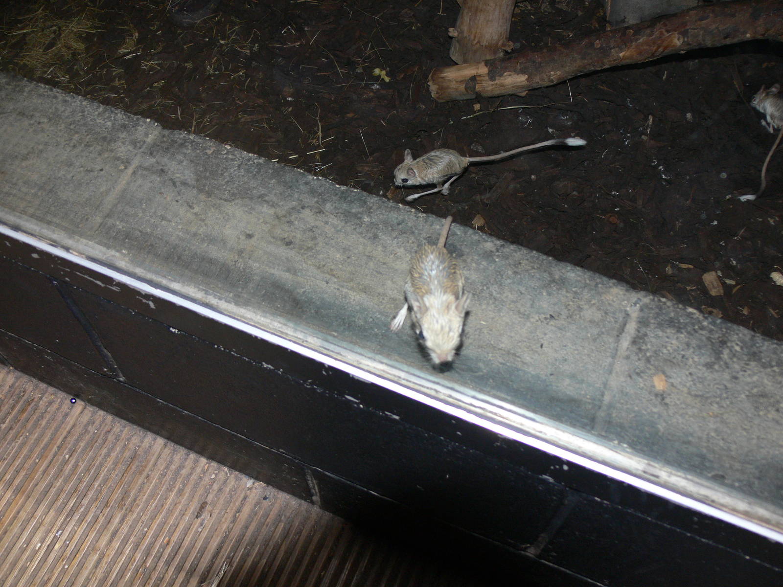 Egyptian Jerboas at Tropical World, 30/06/13