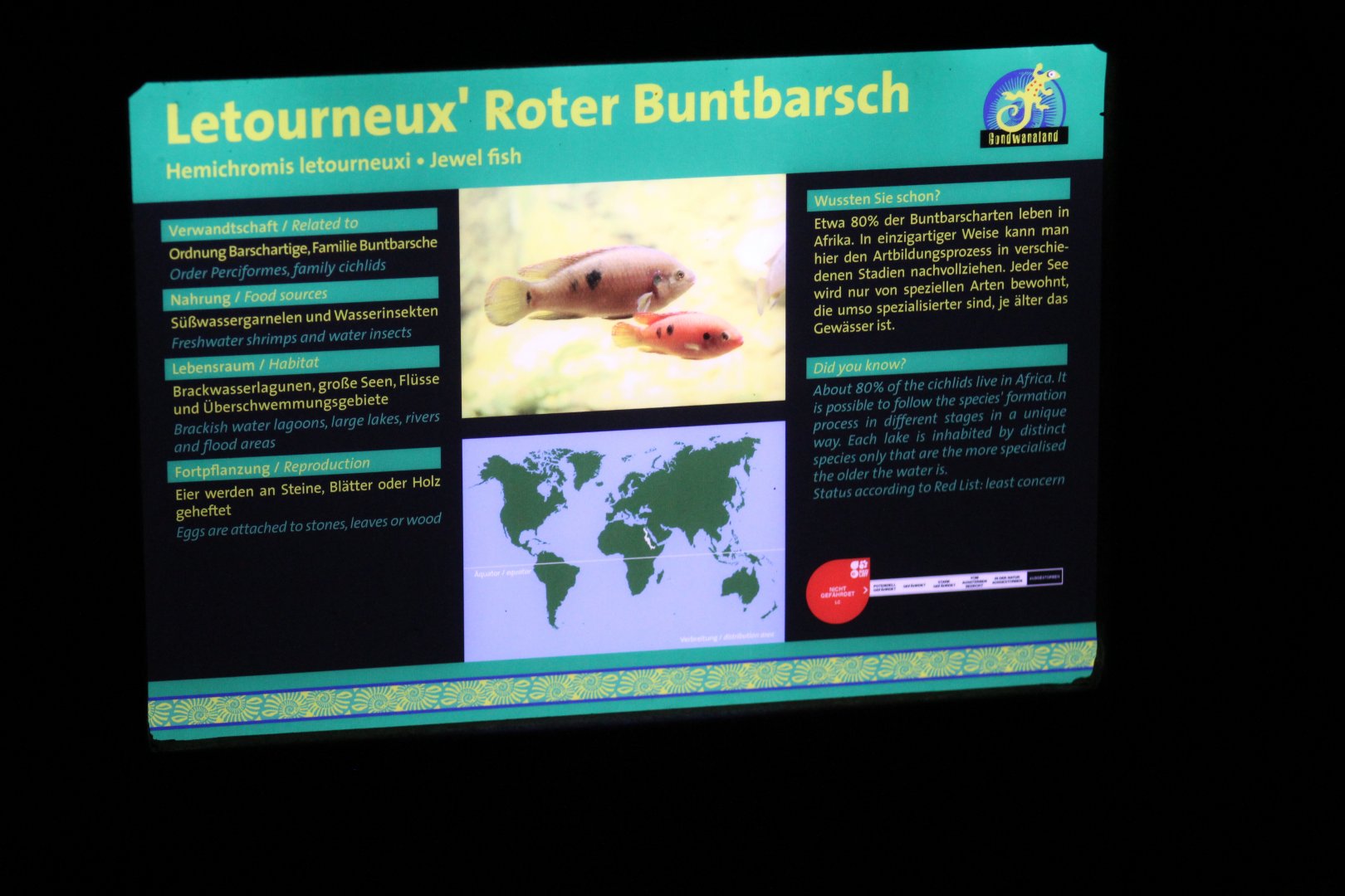 Egyptian Jewel Cichlid Signage