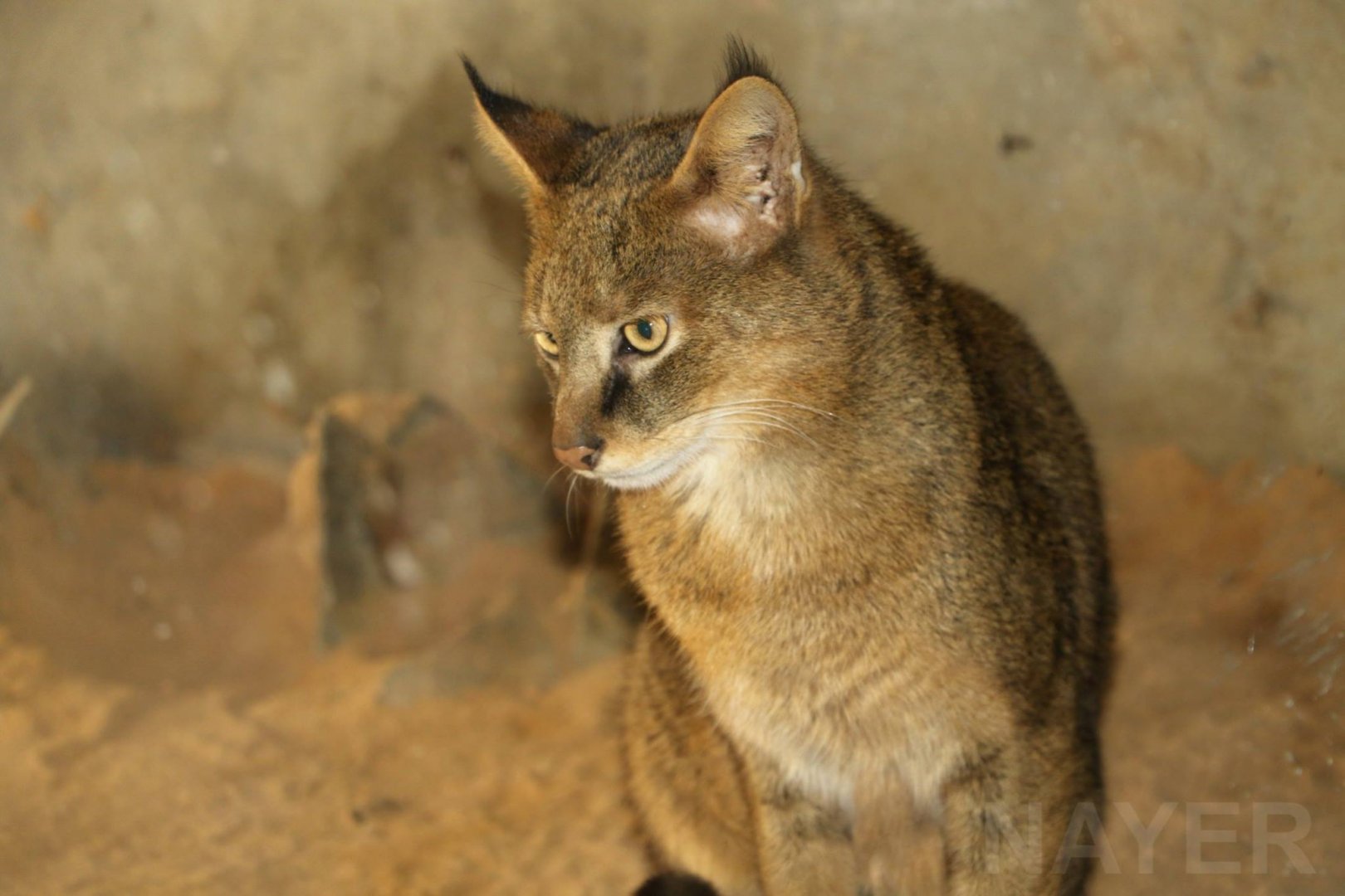 Egyptian jungle cat, January 2019