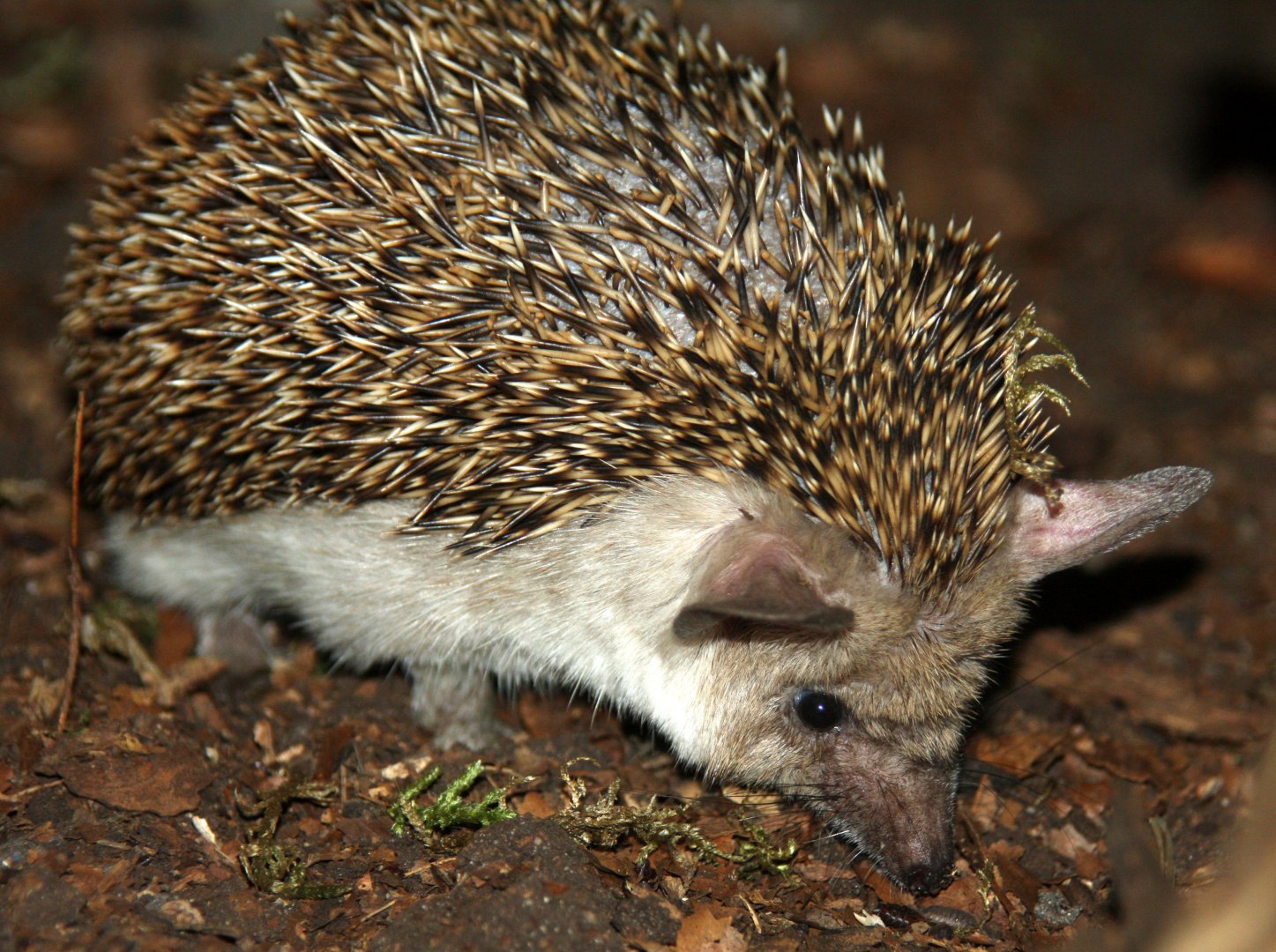 Egyptian Long-eared Hedgehog (Hemiechinus auritus aegypticus) 2010