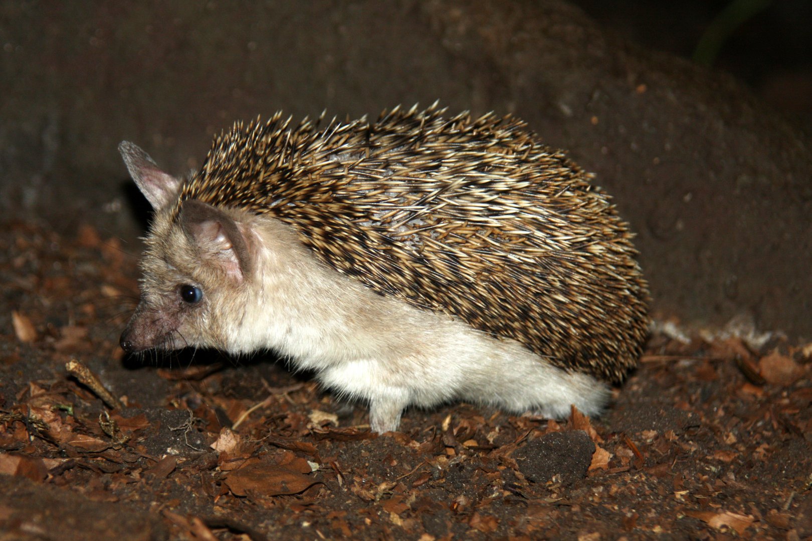 Egyptian Long-eared Hedgehog (Hemiechinus auritus aegypticus) 2010