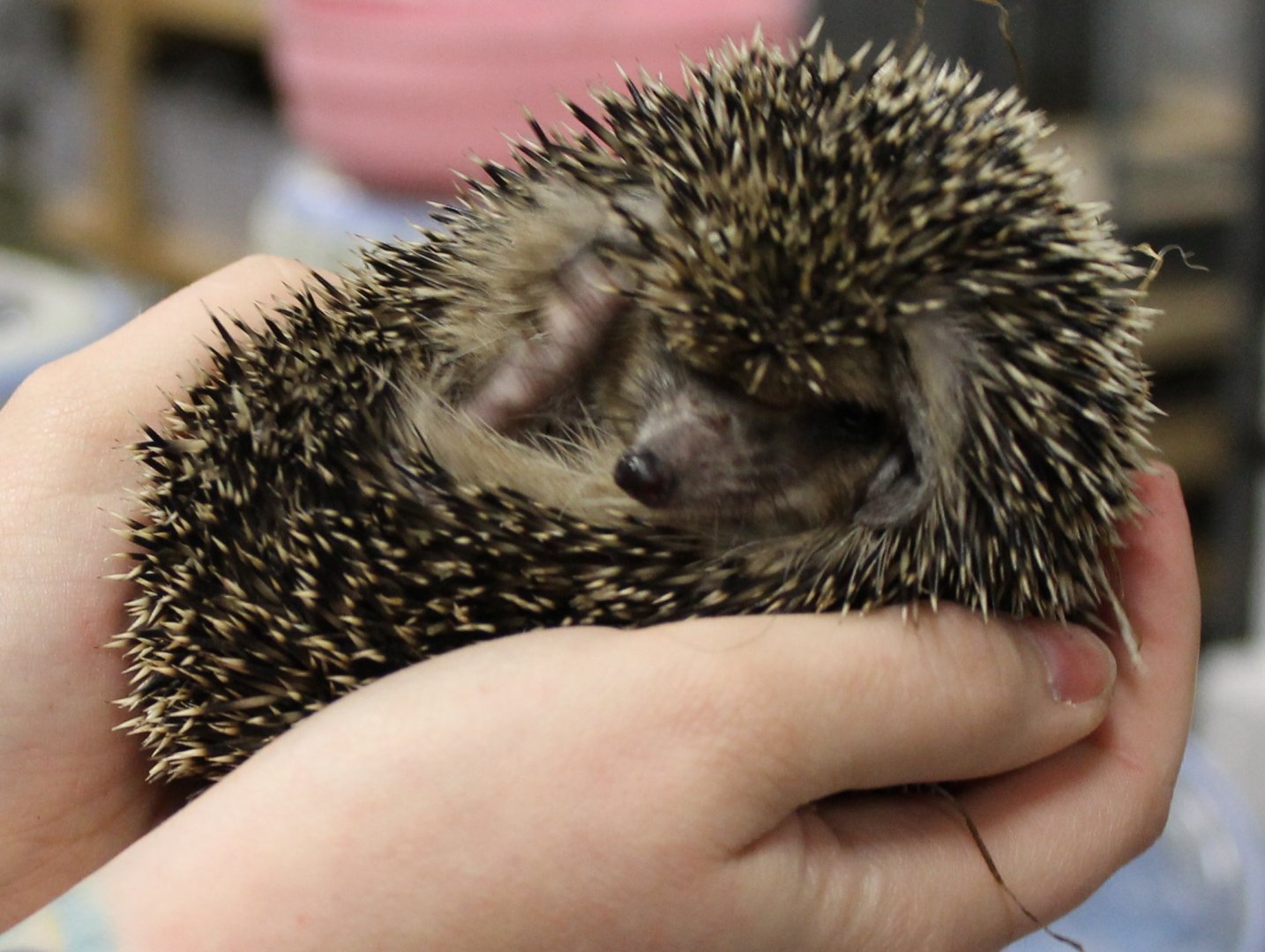 Egyptian Long-eared hedgehog