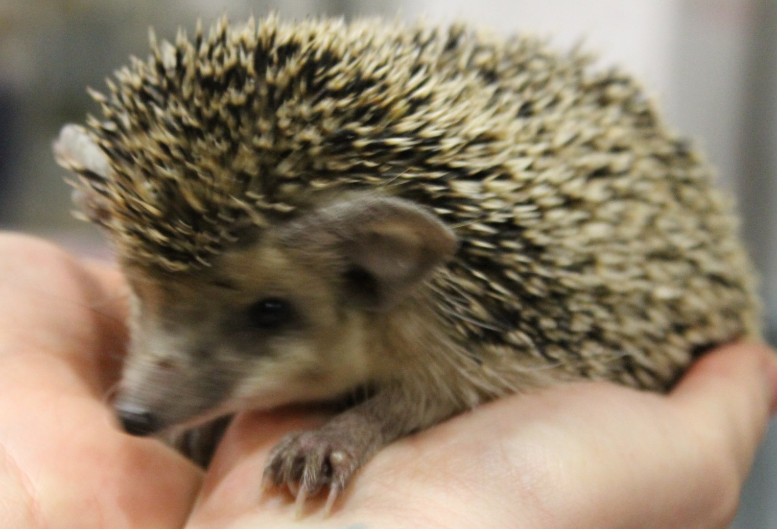 Egyptian long-eared hedgehog