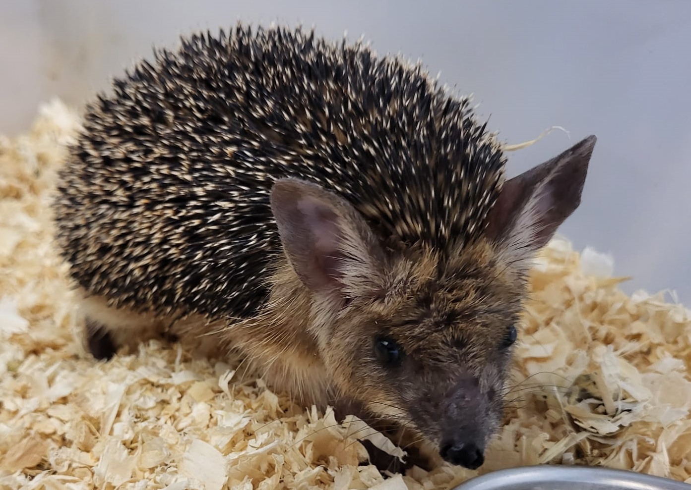 Egyptian long-eared hedgehog
