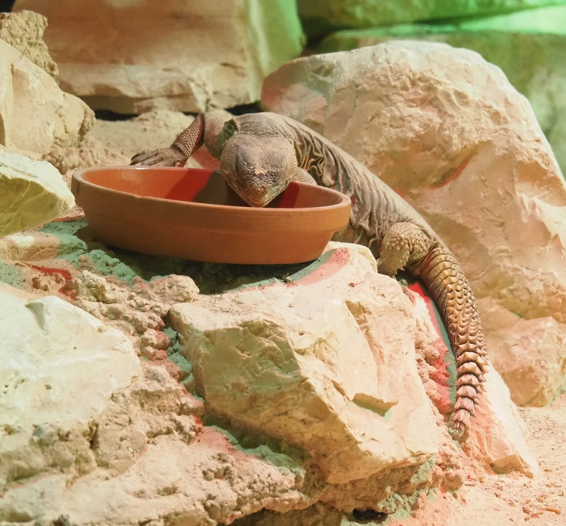 Egyptian mastigure (Uromastyx aegyptia), 2023-05-15