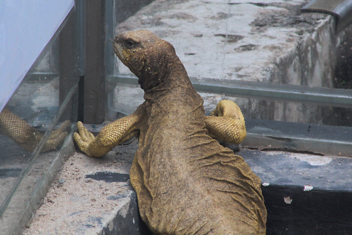 Egyptian mastigure (Uromastyx aegyptia cf. microlepis)