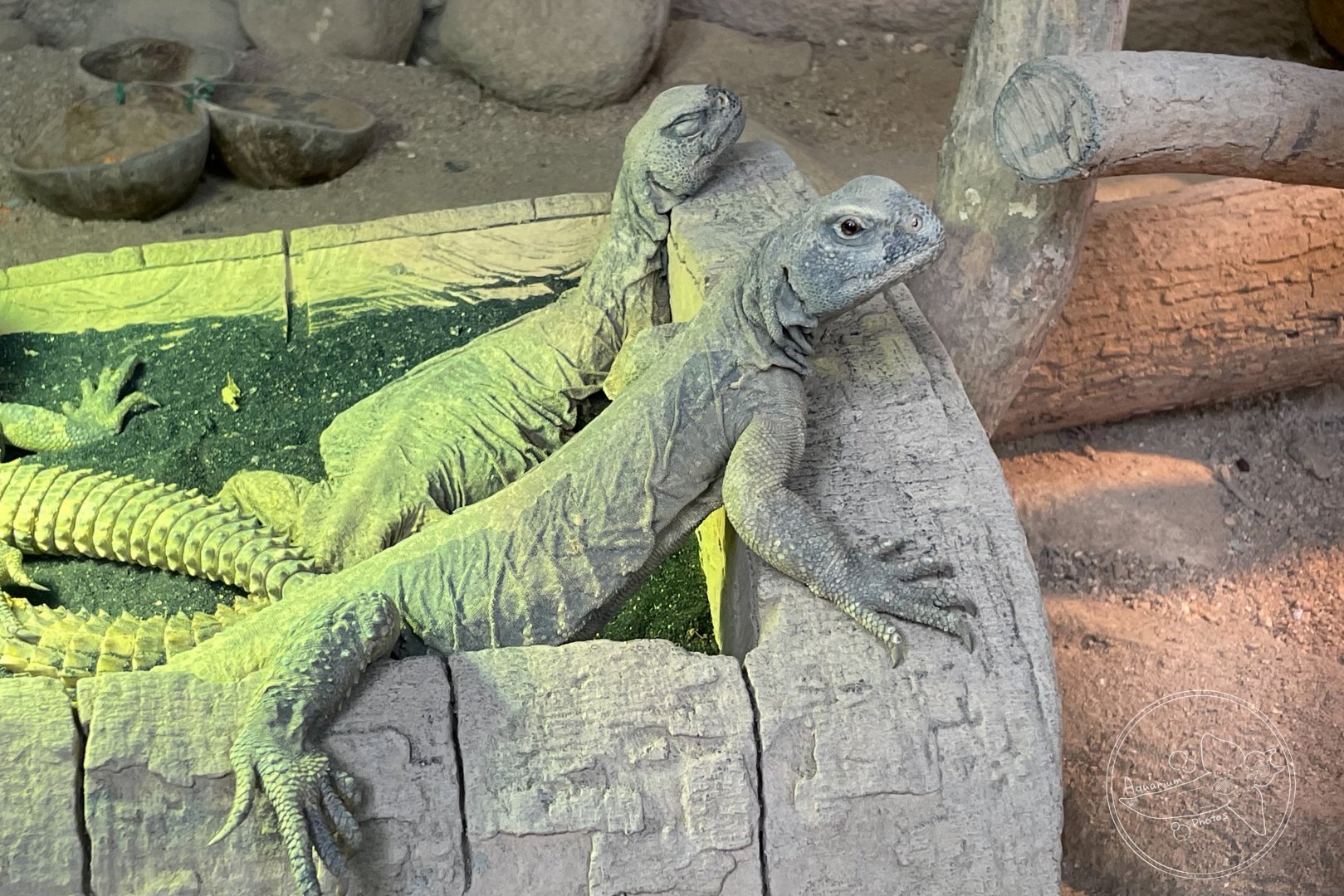 Egyptian Mastigure (Uromastyx aegyptia)