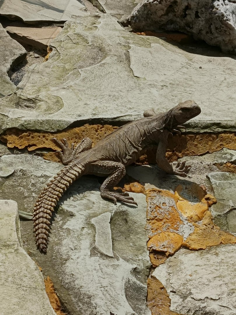 Egyptian Mastigure (Uromastyx aegyptia)