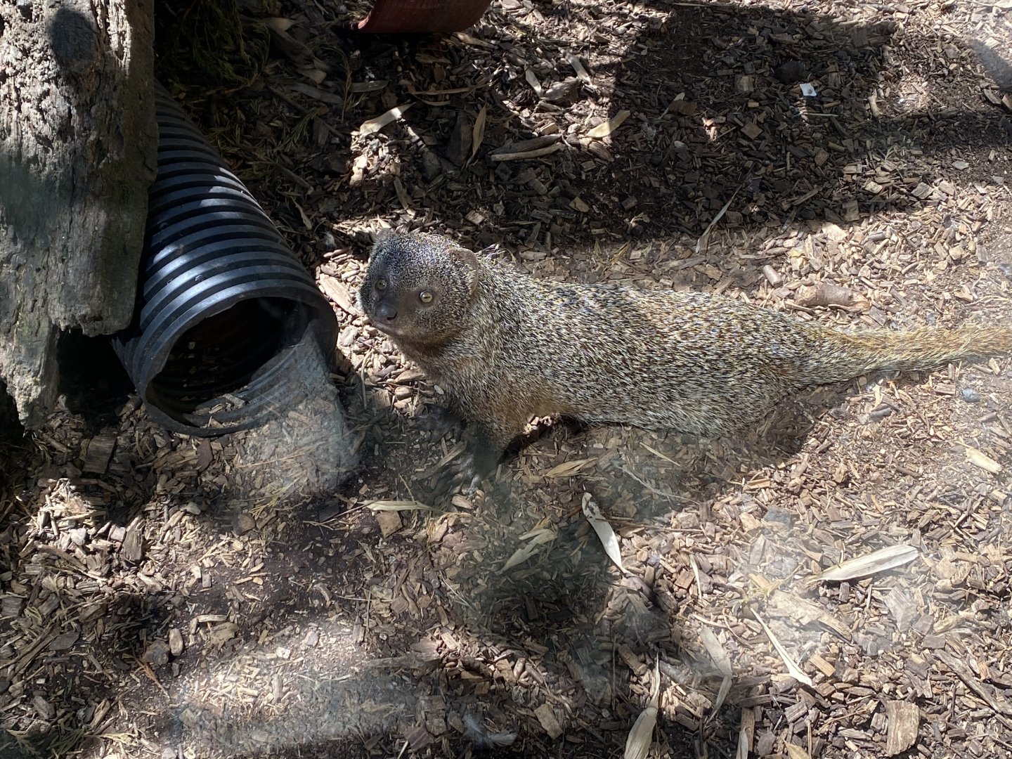 Egyptian mongoose 030820