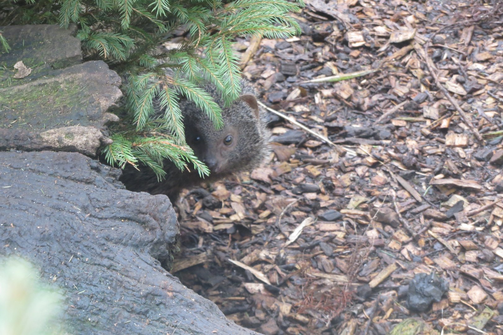 Egyptian mongoose 170219