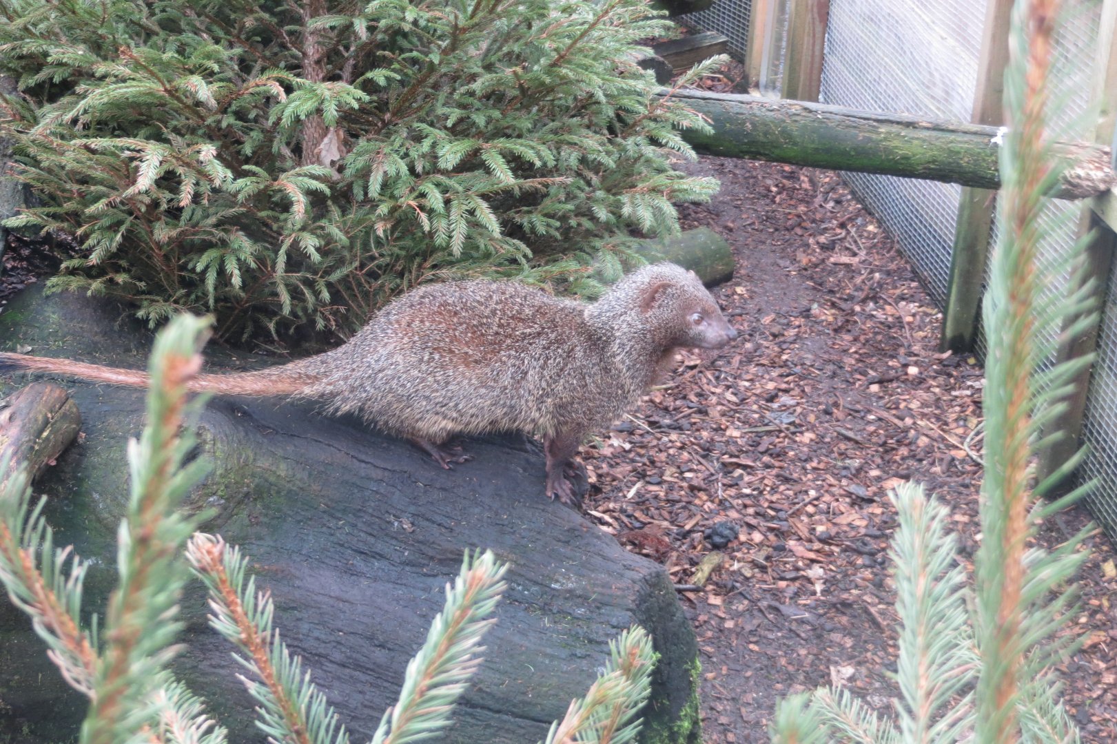 Egyptian mongoose 170219