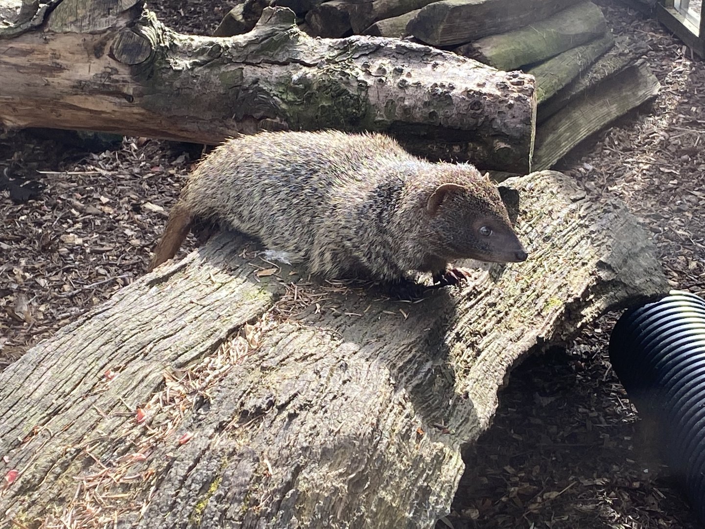 Egyptian mongoose 190422