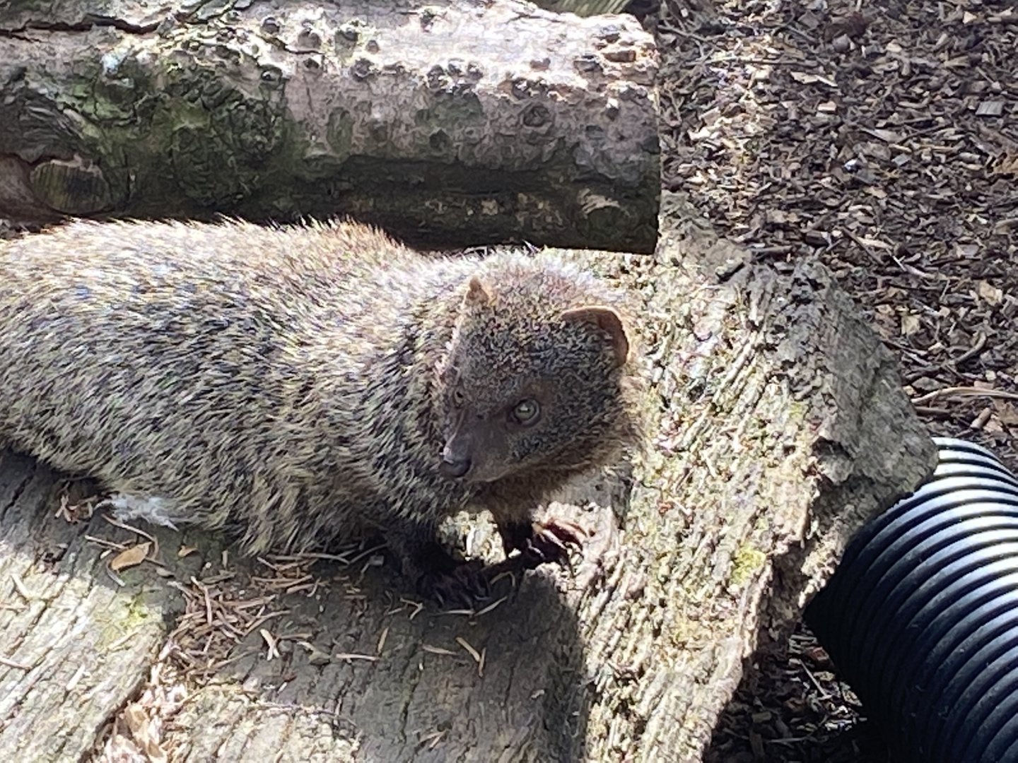 Egyptian mongoose 190422