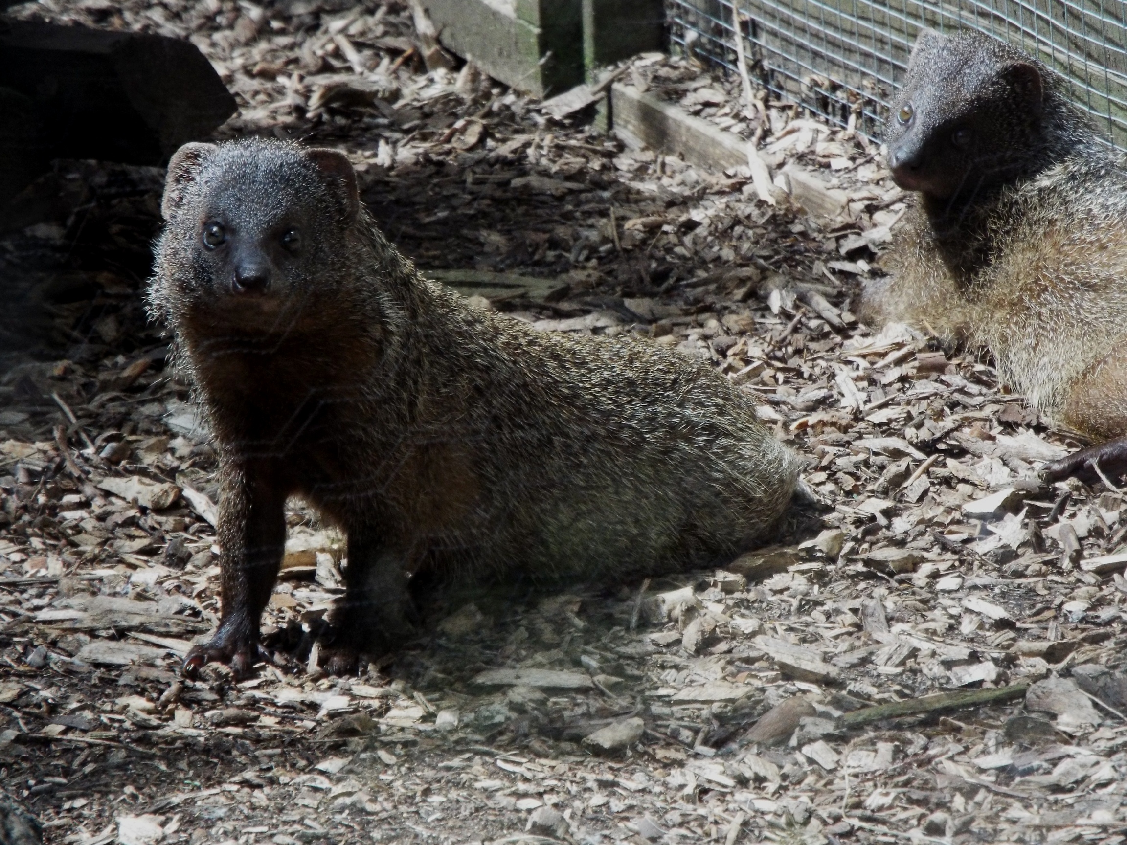 Egyptian Mongoose Axe Valley