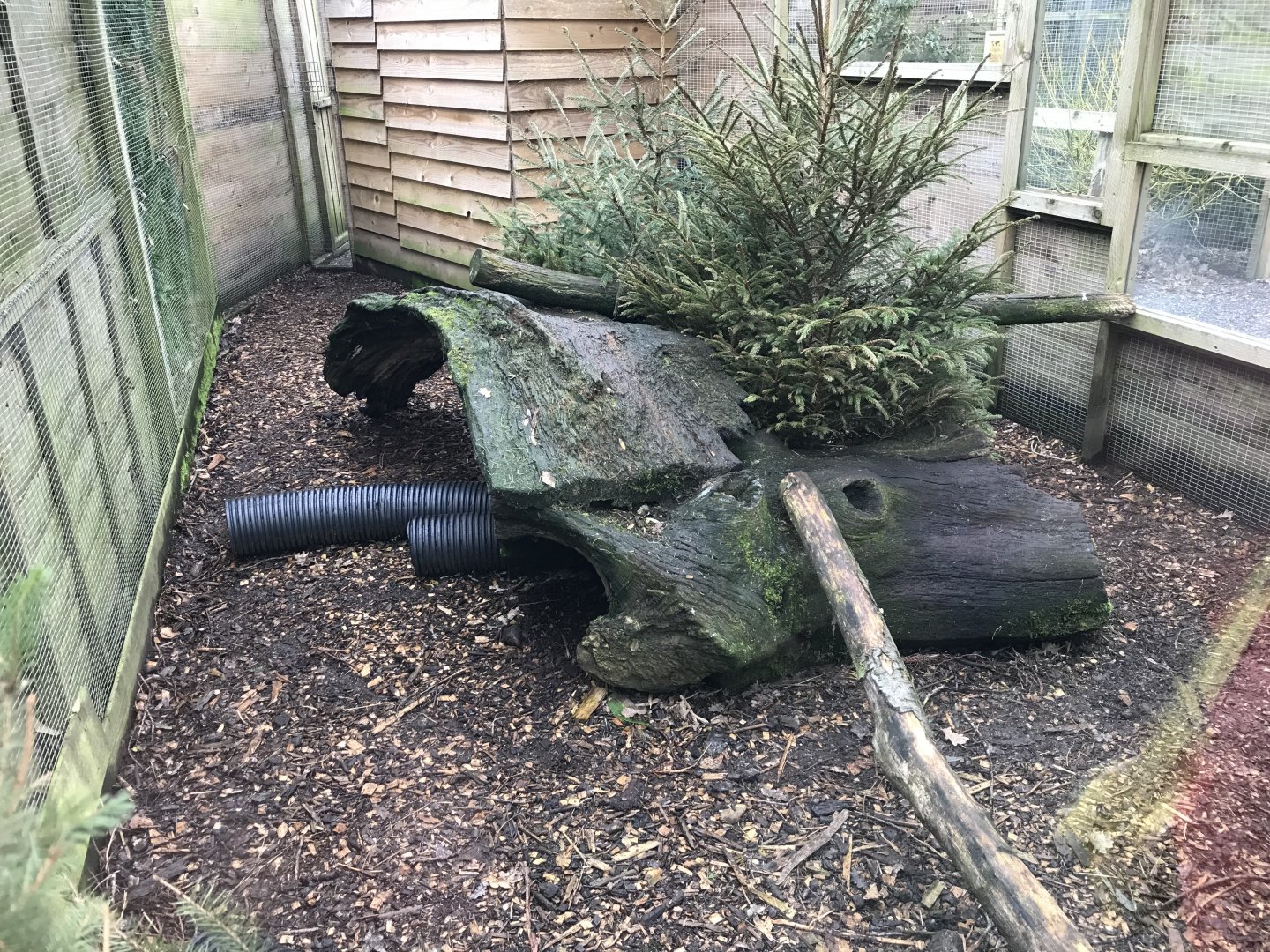 Egyptian mongoose enclosure 170219