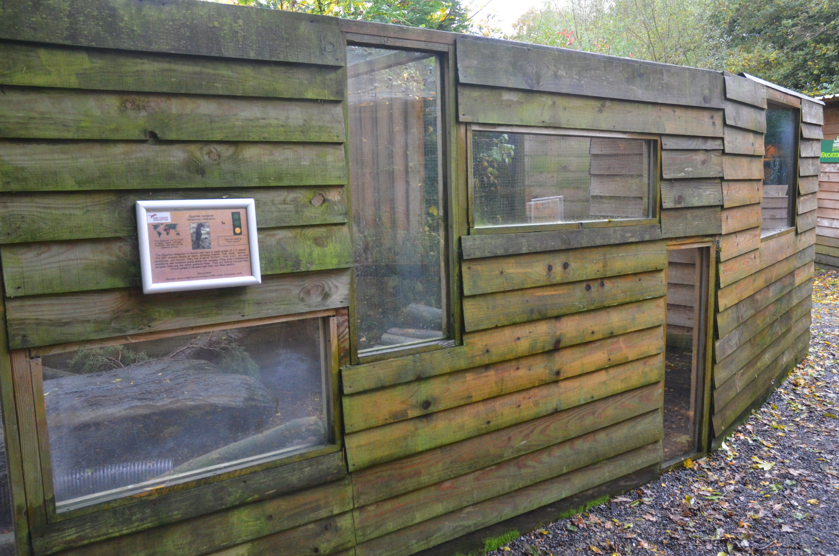Egyptian Mongoose Enclosure at Axe Valley, 02/11/19