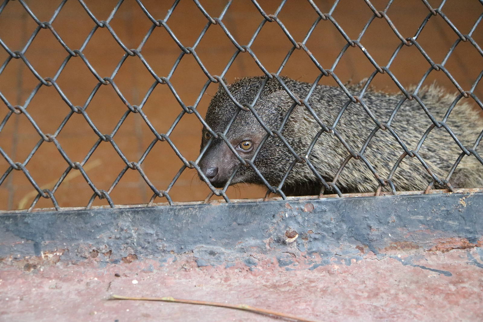 Egyptian mongoose, February 2016