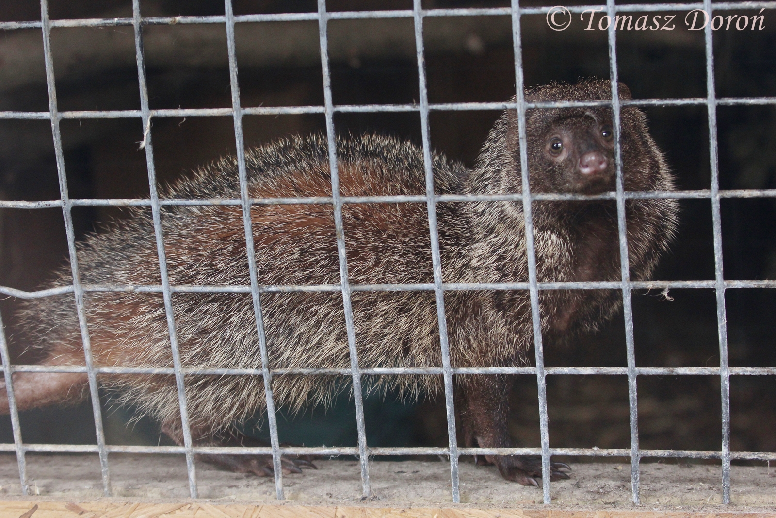 Egyptian mongoose (Herpestes ichneumon), April 2017