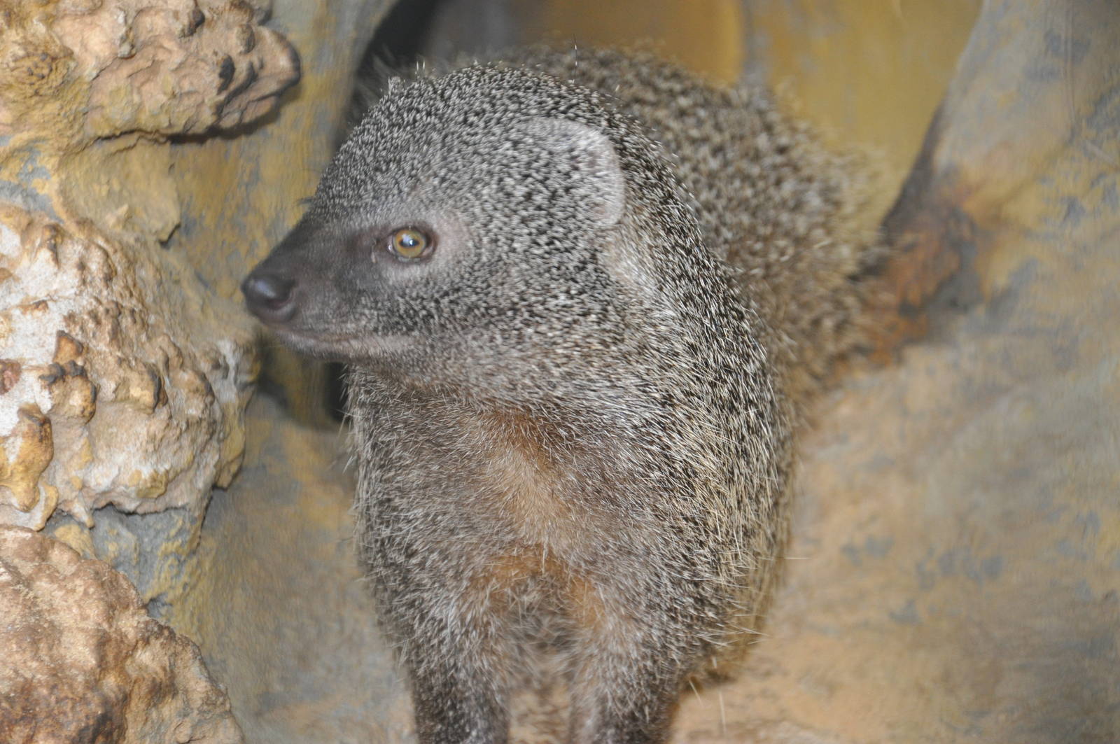 Egyptian mongoose/ Herpestes ichneumon ichneumon