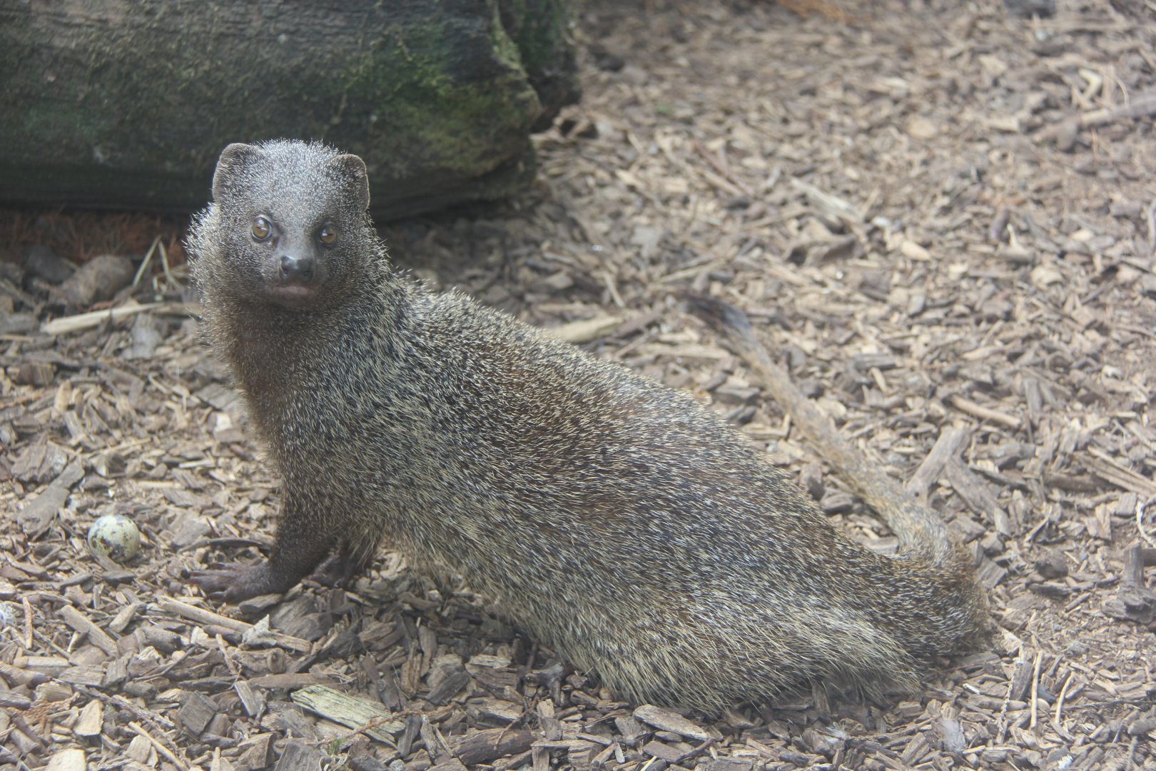 Egyptian mongoose (Herpestes ichneumon ichneumon)