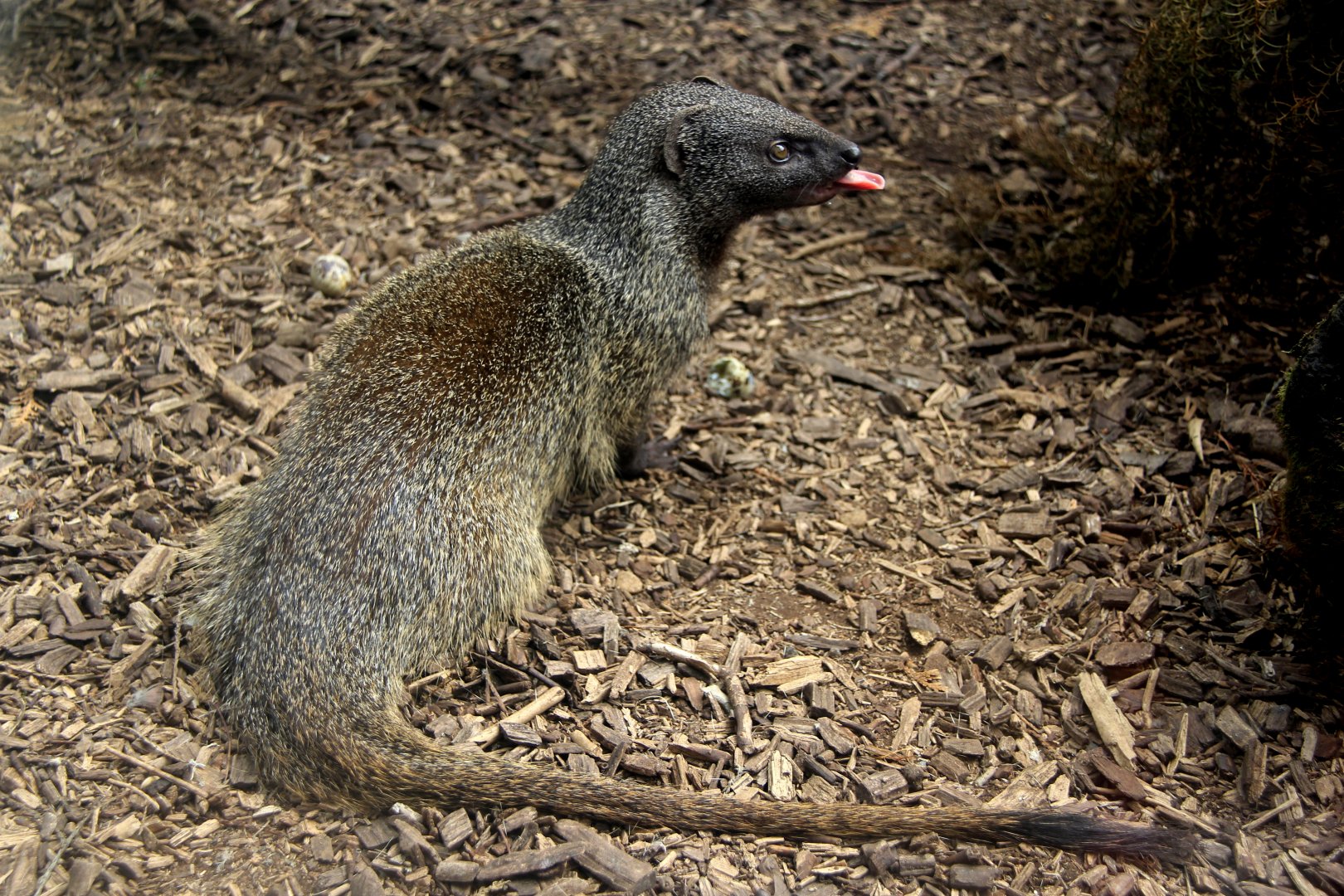 Egyptian mongoose (Herpestes ichneumon ichneumon)