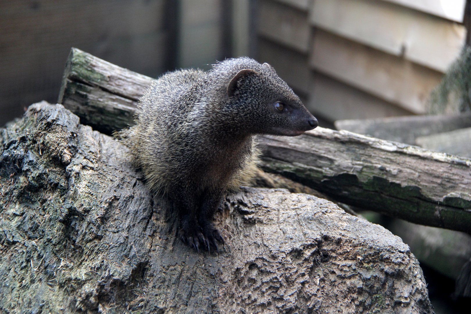 Egyptian mongoose (Herpestes ichneumon ichneumon)