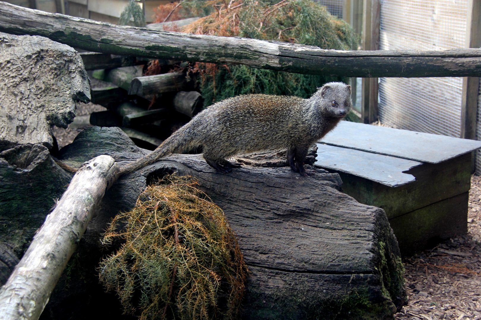 Egyptian mongoose (Herpestes ichneumon ichneumon)