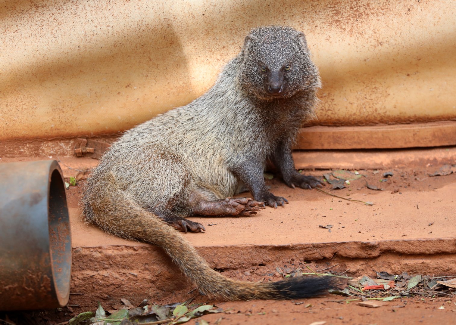 Egyptian mongoose (Herpestes ichneumon)