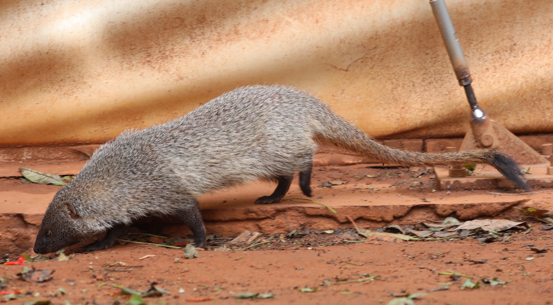 Egyptian mongoose (Herpestes ichneumon)