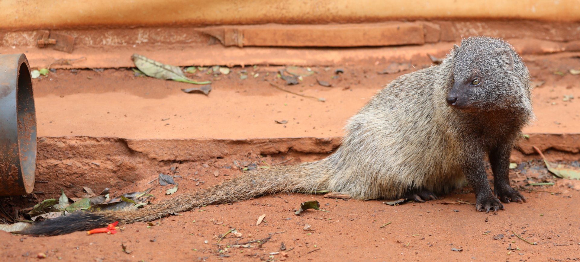 Egyptian mongoose (Herpestes ichneumon)