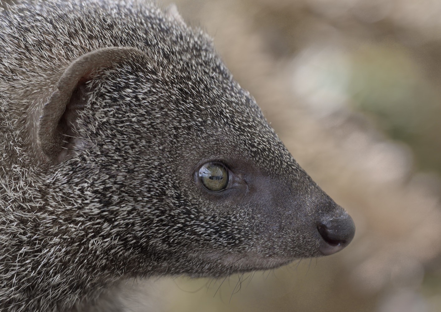 Egyptian mongoose profile