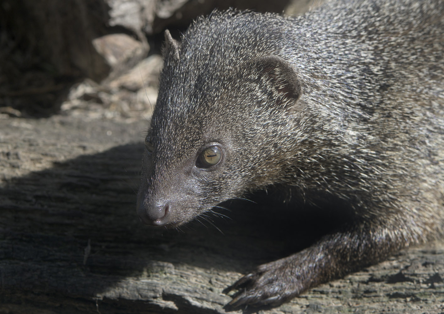 Egyptian mongoose