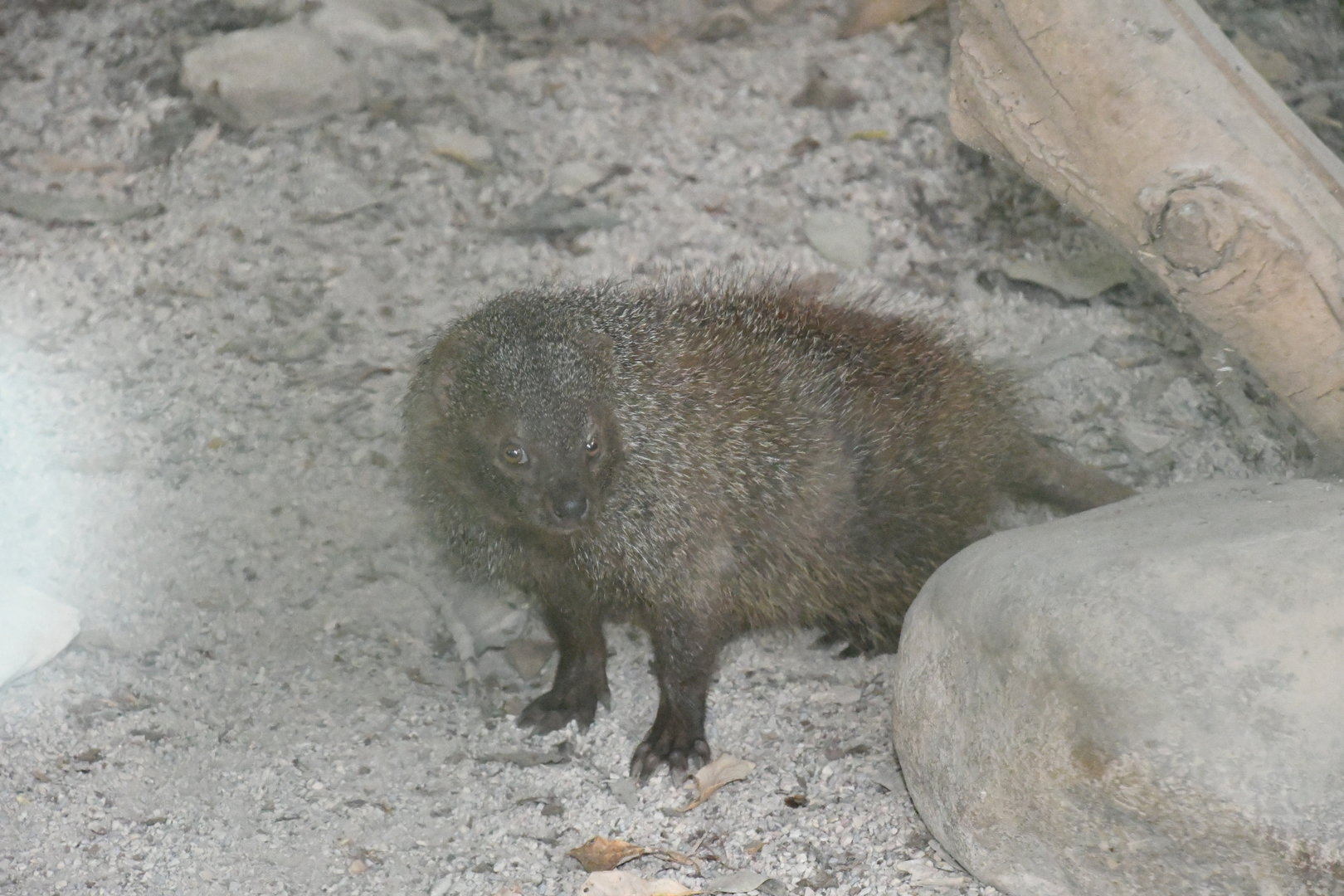 Egyptian Mongoose