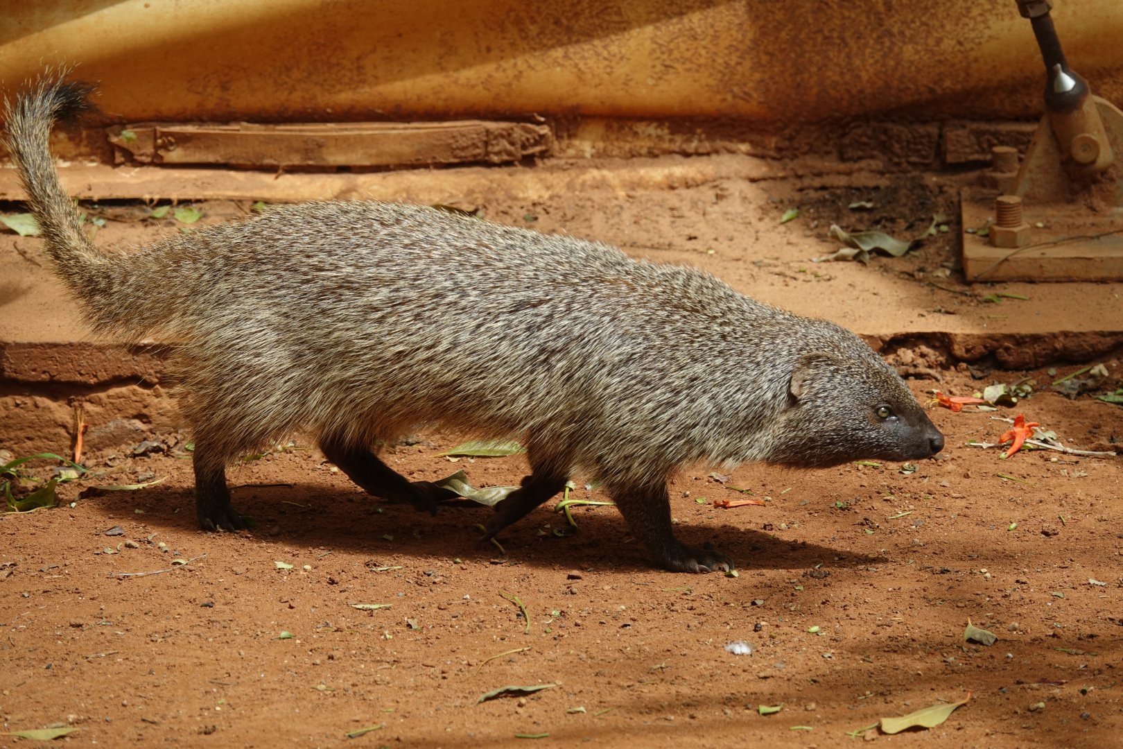 Egyptian Mongoose